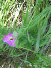 Prairie Rose.JPG (590013 bytes)