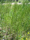 spent phlox.JPG (572595 bytes)