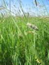 timothy grass 1.JPG (441152 bytes)