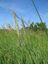 timothy grass 2.JPG (1191824 bytes)