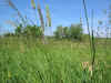 timothy grass 3.JPG (1202846 bytes)